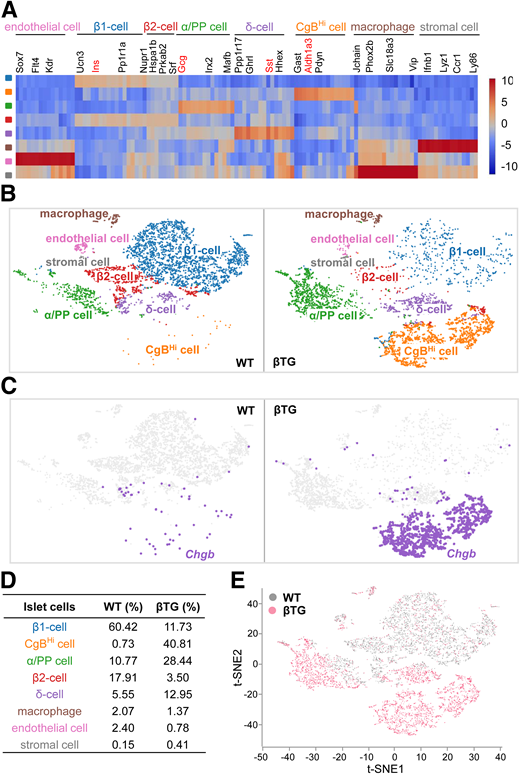 The immature β-cells in βTG islets dedifferentiate into CgBHi endocrine cells. A–E: Primary islets from 10-week-old wild-type (WT) and βTG mice (line 214) were dispersed into single cells, which were obtained for scRNA-seq by using 10x Genomics Chromium. A: Heat maps show the enriched genes from 9,142 single cells in wild-type and βTG islets. B: Loupe Cell Browser shows eight cell types via k-means algorithm in both wild-type and βTG islet cells. C: Loupe Cell Browser shows expression level of Chgb by a cutoff of log2 Exp >5. D: A list of eight cell-type ratios in both wild-type and βTG islet cells. E: Projection by t-distributed stochastic neighbor embedding (t-SNE1) of wild-type and βTG islet cells colored by k-means clustering.