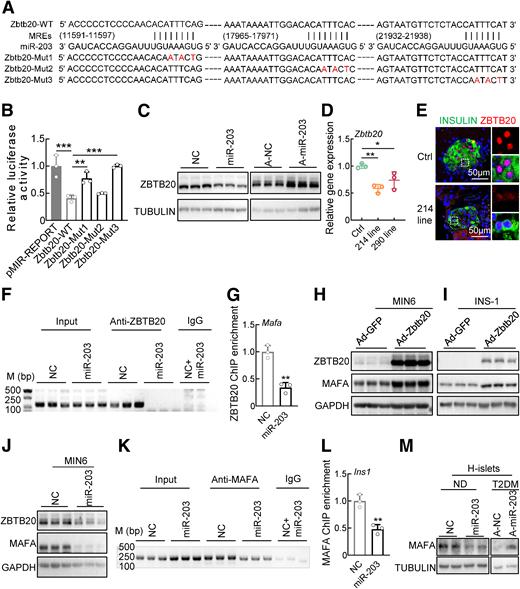 miR-203 regulates MAFA expression via targeting ZBTB20. A: 3′ untranslated region sequences of wild-type and mutant Zbtb20 with miR-203 recognition sites are listed. B: Dual-luciferase reporter assays showing miR-203 binding to 1 and 3 seed sites. C: Western blot analysis of ZBTB20 protein levels in MIN6 cell transfected with miR-203 or anti–miR-203 for 72 h. GAPDH was used as an internal standard. D: qPCR analysis of Zbtb20 gene levels in wild-type, line 290, and 214 islets. Actb was used as an internal control. E: Representative images of INSULIN (green) and ZBTB20 (red) costaining in wild-type and βTG islets from 10-week-old mice. Nuclei: blue. Enlarged pictures are shown on the right. Scale bar = 50 μm. ChIP–semi-qPCR assay (F) and ChIP-qPCR assay (G) analysis of ZBTB20 binding on the enhancer region of Mafa promoter (8,161 base pairs [bp] −7,789 bp) in MIN6 cells transfected with miR-203 or negative control (NC) for 72 h. Western blot analysis of ZBTB20 and MAFA protein levels in MIN6 (H) and INS-1 (I) cells infected with Ad-Zbtb20 or Ad-GFP for 36 h. J: Western blot analysis of ZBTB20, and MAFA protein levels in MIN6 cells transfected with miR-203 or NC for 72 h. GAPDH was used as an internal standard. ChIP–semi-qPCR assay (K) and ChIP-qPCR assay (L) analysis of MAFA binding on the promoter region of the Ins1 gene in MIN6 cells transfected with miR-203 or NC for 72 h. M: Western blot analysis of MAFA protein levels in primary islets from healthy human transfected with miR-203 or NC (on the left) or primary islets from patients with type 2 diabetes mellitus (T2DM) transfected with anti–miR-203 or anti-NC (on the right) for 72 h. Tubulin was used as an internal standard. Data are presented as mean ± SD (n = 3 per group). *P < 0.05, **P < 0.01, ***P < 0.001.