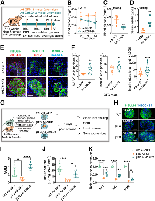 ZBTB20 rescues miR-203–caused β-cell dysfunction both in vivo and in vitro. A: Schematic diagram displaying the procedure of pancreatic intraductal infusion of Ad-GFP or Ad-Zbtb20 to βTG mice aged 7–10 weeks (n = 5 per group). B: Random blood glucose levels of each βTG mouse before and after adenovirus infusion for 6 and 12 days. ♂, male; ♀, female. Fasting levels of blood glucose (C) and insulin (D) in βTG mice infected adenoviruses for 14 days. E: Representative images of INSULIN and ZBTB20 (on the left), INSULIN and MAFA (in the middle), and INSULIN and HEOCHST costaining in adenovirus-infected βTG mice. Enlarged images are shown on the lower right of each photomicrograph. Nuclei: blue. Scale bar = 50 μm. F: Violin plots show calculated MAFA+ cells per islet (on the left; n = 8 islets for Ad-GFP, n = 8 islets for Ad-Zbtb20), INSULIN+ cells per islet (in the middle; n = 37 islets for Ad-GFP, n = 57 islets for Ad-Zbtb20), and INSULIN intensity per islet (on the right; n = 123 islets for Ad-GFP, n = 121 islets for Ad-Zbtb20) of βTG mice infected with adenoviruses for 14 days. Scale bar = 50 μm. G: Schematic diagram displays the procedure of wild-type and βTG islets infected with Ad-GFP or Ad-Zbtb20 for 7 days and which were collected for indicated experiments. MOI, multiplicity of infection. H: Representative images of INSULIN and Hoechst costaining in wild-type and βTG islets. GSIS assays (I) and insulin content (J) were performed (n = 6 per group). K: qPCR analysis of gene expression levels of Ins1, Ins2, and Mafa (n = 4 per group). Actb was used as an internal standard. Data are presented as mean ± SD. *P < 0.05, **P < 0.01, ***P < 0.001, ****P < 0.0001.