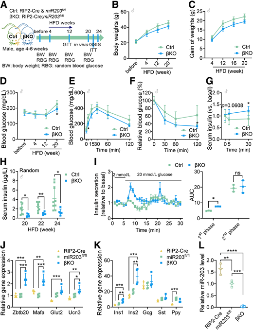 Deletion of miR-203 in β-cells prevents from HFD induced β-cell dysfunction. A: Schematic diagram displaying the procedure of collecting metabolic parameters (n = 8 for controls [Ctrl]) including 4 RIP2-cre mice and 4 miR-203fl/fl mice (n = 5 for βKO mice). RBG, random blood glucose. Body weights (B), gain of body weights (C), and random blood glucose levels (D) during HFD feeding for indicated weeks. ♂, male. Blood glucose levels during IPGTTs (E) and ITTs (F) in male control (RIP2-cre and miR-203fl/fl) and βKO mice fed the HFD for 12 weeks. G: Relative serum insulin levels of control and βKO mice fed the HFD for 20 weeks via i.p. glucose injection for indicated time. WT, wild-type. H: Random serum insulin levels at indicated weeks of HFD feeding. I: Islet perfusion assays on primary islets isolated from control and βKO mice, with area under the curve (AUC) of 1st- and 2nd-phase insulin secretion on the right (n = 3 per group). qPCR analysis of gene expression levels of Zbtb20, Mafa, Glut2, Ucn3 (J), islet hormonal genes Ins1, Ins2, Gcg, Sst, and Ppy (K), and mature miR-203 (L) in RIP2-cre, miR-203fl/fl controls, and βKO islets (n = 3–4 per group). Actb was used as an internal standard. Data are presented as mean ± SD. ns, not significant; *P < 0.05, **P < 0.01, ***P < 0.001, ****P < 0.0001.