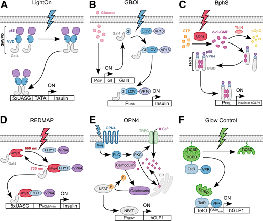 Optogenetic actuators to control the transcription of GLP-1 and insulin. A: LightOn employs the synthetic transcription factor GAVPO that contains Gal4, VVD, and p65. VVD dimerizes in the presence of blue light, allowing for Gal4 to bind galactose-responsive upstream activation sequence (UASG) elements to drive transcription. B: GBOI is a two-component system whereby the GI-Gal4 fusion protein is under the control of the glucose-sensitive promoter PGIP. The constitutively expressed LOV-VP16 forms a complex with GI-Gal4 only in the presence of high glucose and blue light to drive insulin expression. C: The FRL-activated BphS system converts GTP to c-di-GMP, which binds to FRTA (which contains the BldD transcription factor, VP64, and p65). Activated FRTA subsequently drives transcription from BldD-specific DNA operator sites (PFRL). Coexpression of the c-di-GMP phosphodiesterase YhjH can be used to reduce basal intracellular c-di-GMP. D: REDMAP uses a fused ΔphyA-Gal4 construct along with FHY1 fused to a VP64 transactivator. The ΔphyA-FHY1 interaction is promoted by red light to mediate transgene expression. The system can be reversed with FRL. E: OPN4 can drive endogenous PLC signaling, Ca2+ influx, and NFAT cell–mediated transcription. F: The Glow Control system uses a membrane-anchored TtCBD and a second TtCBD domain fused to VP64, p65, and Rta (VPR) and TetR. In the dark, TtCBD domains are fused. Green light promotes dissociation, leading to transgene expression. hGLP1, human glucagon-like peptide 1; TetO, tetracycline operator.
