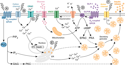 Optogenetic actuators deployed into islet cells to control intracellular signaling, Ca2+ influx, and insulin secretion. A: Native Gq-coupled GPCRs promote PLC signaling to raise cytoplasmic Ca2+ concentrations and potentiate insulin secretion. OPN4 can be used to achieve light-dependent control of this process. B: The light-sensitive ion channel ChR2 can be used to promote membrane depolarization (not shown) and influx of cations such as Ca2+. C: Ca2+-specific influx can be achieved through activation of native CRACs using light-sensitive monSTIM1. High intracellular Ca2+ stimulates insulin production and exocytosis of insulin from secretory granules. D: AC activity can enhance insulin secretion through the cAMP/PKA pathway, and this can be optically controlled with bPAC. The native GLP-1 pathway is also shown here. E: Secretion can also be light-regulated at the post-transcriptional level from the ER using optoPASS. F: Finally, the anion pump, NpHR inhibits insulin secretion in a light-dependent manner by promoting the influx of Cl− into the cell. Dotted lines indicate indirect insulin release. DAG, diacylglycerol; EPAC, exchange protein activated by cAMP; IP3, inositol triphosphate; PIP2, phosphatidylinositol 4,5-bisphosphate; VGCC, voltage-gated Ca2+ channel.
