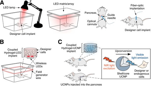 Illumination strategies applied in vivo (rodent models). A: Animals can be stimulated using LED lamps, matrixes, or arrays installed above, around, or within the animal cage; these illuminate multiple animals (left). Direct local stimulation to the pancreas or a cell implant can be achieved using tethered optical fibers (right). B: Wireless LED implants allow for tether-free light delivery in freely behaving animals. They can be coencapsulated with designer cells, as represented here, or be used to directly stimulate a tissue of interest. Wireless LEDs are powered through a field generator wire surrounding the cage. C: UCNPs achieve minimally invasive tether-free light delivery deep into tissues by converting NIR light into higher-energy visible light. This is particularly useful for actuators that require short wavelengths or for tissues that are difficult to target with external illumination strategies. Animals can be stimulated externally with NIR - typically using LED lamps, arrays, or matrixes as illustrated in A. UCNPs can be injected into the pancreas for direct tissue stimulation or coencapsulated with designer cells for transplantation.