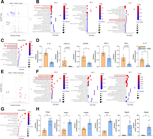 RNA-seq analysis and quantitative RT-PCR (qRT-PCR) validation of DEGs in colons and pancreases of NOD mice. A: Volcano plots depicting DEGs in colons of NOD mice compared with those of PAD4−/− mice. B and C: Gene Ontology (GO) (B) and KEGG (C) analyses of significantly downregulated genes in colon after PAD4 KO. D: Validation of DEGs in colon after PAD4 KO using qRT-PCR (n = 6). E: Volcano plots depicting DEGs in pancreases of NOD mice compared with those of PAD4−/− NOD mice. F and G: GO (F) and KEGG (G) analyses of significantly upregulated genes in pancreas after PAD4 KO. H: Validation of DEGs in pancreas after PAD4 KO using qRT-PCR (n = 6). All data presented as mean ± SEM. D and H: Statistical significance assessed by Student t test. *P < 0.05, **P < 0.01, ***P < 0.001.