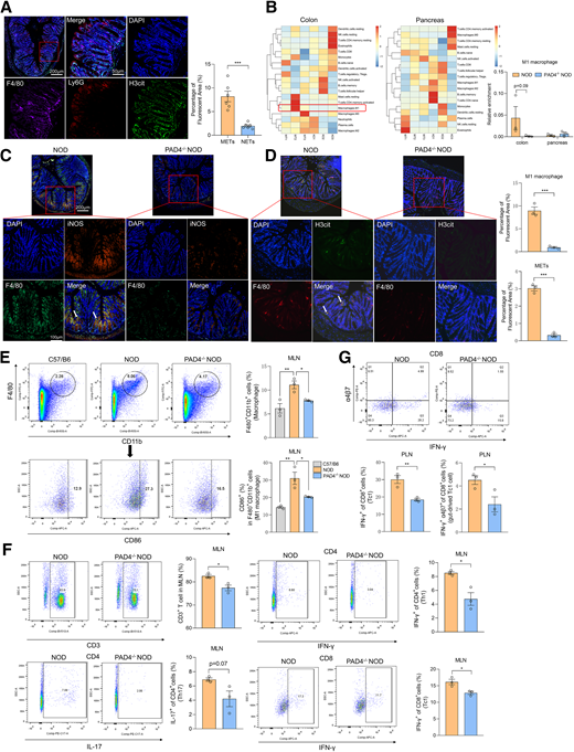PAD4 KO inhibits levels of M1-type macrophages and METs in colons of NOD mice. A: MET formation levels in colons of 15-week-old NOD mice with T1D. B: CIBERSORT analysis predicting immune cell subsets within colons and pancreases of NOD and PAD4−/− NOD mice. C and D: Immunofluorescence was performed to detect levels of M1 macrophages (C) and MET formation (D) in colons of 12-week-old NOD and PAD4−/− NOD mice. E: Flow cytometry was performed to detect proportions of macrophages and M1 macrophages in MLNs of 12-week-old C57/B6, NOD, and PAD4−/− NOD mice (n = 3). F and G: Flow cytometry was performed to detect proportions of T, Th1, Th17, Tc1, and α4β7+ Tc1 cells in MLNs (F) and PLNs (G) of NOD and PAD4−/− NOD mice (n = 3). All data presented as mean ± SEM. E–G: Statistical significance was assessed by one-way ANOVA (E) or Student t test (F and G). *P < 0.05, **P < 0.01, ***P < 0.001.