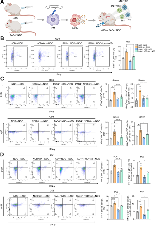 Autoimmune response in NOD mice promoted by adoptive transfer of METs. A: Diagram of adoptive transfer of METs into NOD mice. B–D: Flow cytometry was performed to investigate impact of adoptive transfer of METs on proportions of Tc1, α4β7+ Tc1, Th1, and α4β7+ Th1 cells in MLNs (B), spleens (C), and PLNs (D) of NOD mice (n = 3). All data presented as mean ± SEM. B–D: Statistical significance assessed by one-way ANOVA. *P < 0.05, **P < 0.01, ***P < 0.001.
