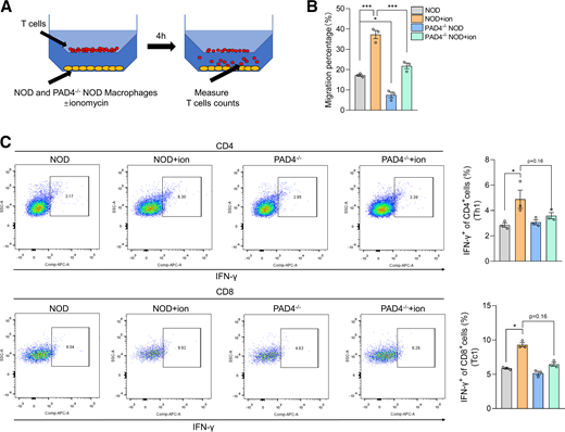 METs promote T-cells migration and induce Th1 and Tc1 polarization in vitro. A: Transwell assay was performed to detect ability of METs to promote T-cell migration in MLNs. B: Quantitative analysis of T-cell migration in MLNs (n = 3). C: Flow cytometry was performed to detect activation ability of METs on T cells in MLNs (n = 3). All data presented as mean ± SEM. B and C: Statistical significance assessed by one-way ANOVA. *P < 0.05, ***P < 0.001.