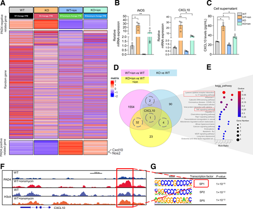 PAD4-mediated transcriptional activation of CXCL10 expression during MET formation. A: Heat map showing gene expression in WT, KO, WT plus ionomycin, and KO plus ionomycin groups (n = 3). B: mRNA expression levels of CXCL10 and iNOS in four groups (n = 3). C: ELISA was performed to detect CXCL10 secretion levels in supernatant of four groups (n = 3). D: Venn diagram showing intersection of upregulated genes in WT plus ionomycin vs. WT, downregulated genes in KO vs. WT, and downregulated genes in KO plus ionomycin vs. WT + ion groups. E: KEGG analysis of DEGs in Venn diagram. F: CUT&Tag was performed to investigate enrichment levels of PAD4 and H3cit in CXCL10 TSS region. G: Motif enrichment analysis of PAD4 binding sequences related to transcription factors. All data presented as mean ± SEM. B and C: Statistical significance assessed by one-way ANOVA. *P < 0.05, **P < 0.01.