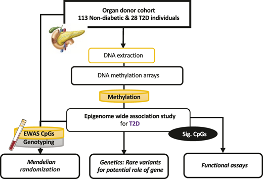 Overview of the study design. Whole-pancreas tissue was extracted from organ donors, and DNA methylation data were generated using the MethylationEPIC 850K array to perform epigenome-wide association studies (EWAS) of T2D in organ donors. Further genetic and functional validation was performed.