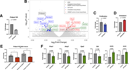 PNLIPRP1 KD in AR42J rat cell line. A: Confirmation of PNLIPRP1 KD in four biologic replicates using qPCR and tested using a t test. B: Volcano plot of RNA sequencing results, depicting PNLIPRP1 (black) and downregulated cell-cycle genes (blue). The top five most significant genes are labeled. Upregulated genes from cholesterol synthesis and SREBP control of lipid biosynthesis genes (red and dark red) and ADM genes (green) are labeled. C: MTS proliferation assay in AR42J in PNLIPRP1 KD after 72 h of siRNA treatment. D: Total cholesterol measured after 48 h of PNLIPRP1 KD. All performed in three biologic replicates. E: Statin treatment after PNLIPRP1 KD, compared with untreated DMSO controls. Performed in two biologic replicates. Error bars represent SEs. F: Gene expression of acinar and ductal markers using qPCR in AR42J in PNLIPRP1 KD after 72 h of siRNA treatment. P values are from t tests performed between each gene in the siRNA of PNLIPRP1 (siPnliprp1) and untargeted control (siControl). The y-axis shows the fold change, and error bars represent SEs. Experiments were performed in four biologic replicates. *P < 0.05, ***P < 0.001. ns, not significant.