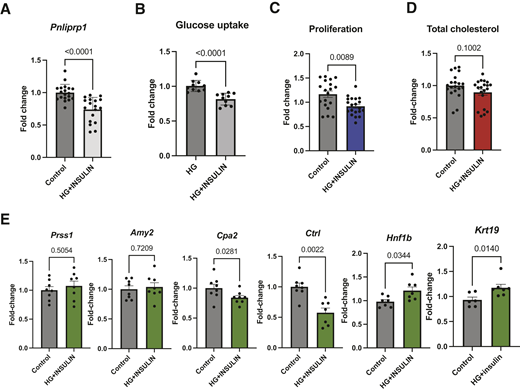 High-glucose (HG) and insulin treatment of AR42J rat cell line. A: RNA expression of PNLIPRP1 after HG and insulin treatment, determined by qPCR; statistical significance was determined using a two-tailed t test. Data are representative of four biologic replicates. B: Glucose uptake of PNLIPRP1 after HG (20 mmol/L glucose) and insulin (100 nmol/L) treatment, compared with untreated controls, determined by qPCR; statistical significance was determined using a two-tailed t test. Data are representative of six biologic replicates. C: MTS proliferation assay in 48 h AR42J treated with HG and insulin, compared with controls. D: Total cholesterol measured after 48 h of HG and insulin, compared with controls. E: Gene expression of acinar and ductal markers in HG- and insulin-treated cells, compared with controls, in AR42J. P values are from t tests performed for each gene. The y-axis shows the fold change, and error bars represent SEs. Experiments were performed in three biologic replicates.