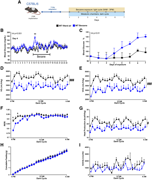 Rapid metabolic imbalance induced by benzene exposure in mice. A: Experimental design illustrating the monitoring of glycemic changes and energy homeostasis in 12-week-old wild-type (C57BL/6J) male mice exposed to benzene (50 ppm). A transdermal sensor for CGM was implanted, and, following a 3-day acclimatization period, animals were exposed for 6 h during the light cycle, from 9:00 a.m. to 3:00 p.m., over a 7-day period. B: Day 4 of CGM. C: Percentage change in blood glucose levels, calculated from day 0 (pre-exposure) to day 7. Energy homeostasis parameters were measured during the dark cycle after 1 day of exposure. D: Oxygen consumption (VO2) (mL/h/kg). E: Carbon dioxide production (VCO2) (mL/h/kg). F: RER. G: Heat production (kcal/h/kg). H: Cumulative food intake (g). I: Locomotor activity. Error bars represent SEM for n = 8–10 mice/group. All values are presented as mean ± SEM. Repeated measure ANOVA (#P < 0.05, ###P < 0.001) and the Newman-Keuls post hoc test (*P < 0.05,**P < 0.01). The interaction effect of repeated measure ANOVA (exposure versus time) is indicated on the graph.