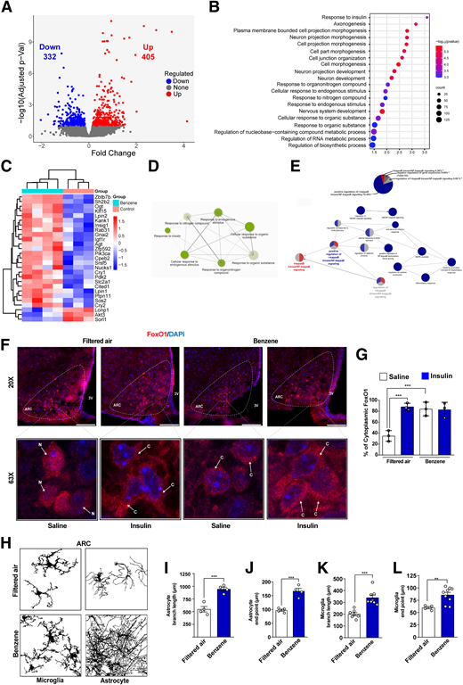 Rapid modification of hypothalamic transcriptome and impairment of hypothalamic insulin signaling and glial morphology induced by benzene exposure. Analysis of the hypothalamic transcriptome following acute benzene exposure. A: Volcano plots depict differentially expressed genes (false discovery rate < 0.1), with upregulated genes in red and downregulated genes in blue, comparing benzene-exposed and filtered air–exposed hypothalamus. B: GO analysis shows enriched pathways in the hypothalamus after benzene exposure. C: Heatmap of genes in response to insulin. D: Network showing the interaction of GO terms. E: Cytoscape-ClueGo analysis of DEGs related to immune response and NF-κB signaling in 12-week-old male mice exposed to benzene versus control. F: Representative immunostaining images of FoxO1 (red) and DAPI (blue) in the ARC of the hypothalamus in 12-week-old male mice exposed to benzene for 6 h, euthanized 15 min after insulin injection (i.p.; 3 international units/kg body weight) or saline. White arrows in the confocal images (63×) indicate FoxO1 protein localization (C indicates cytoplasmic, N indicates nuclear). Scale bars: 200 μm, and 10 μm in the merged picture. G: Percentage of cytoplasmic FoxO1 expression in the ARC, with error bars representing SEM for n = 3–4 mice per group. Images were analyzed from at least three to four sections. H: Skeleton images representing astrocyte and microglia morphology in the ARC of male mice exposed to benzene or filtered air. I: Quantification of astrocyte branch length (µm) and J: astrocyte end points (µm). K: Quantification of microglia branch length (µm) and L: microglia end points (µm), with error bars indicating SEM for n = 4–8 mice per group. Two-way ANOVA with the Newman-Keuls post hoc test (**P < 0.01,***P < 0.001).