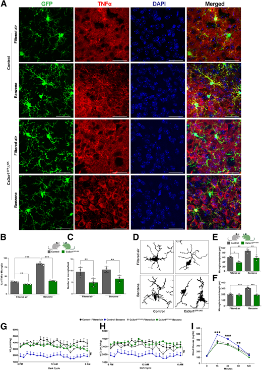 Restoration of benzene-induced metabolic imbalance through IKKβ/NF-κB signaling depletion in immune cells. A: Representative images demonstrating TNFα staining (in red), DAPI (in blue), and microglia (GFP) in the ARC of the hypothalamus of 12-week-old male mice (gray, IKKfl/fl; green, Cx3cr1GFPΔIKK). Scale bars: 10 µm. B: Percentage of microglia positive for TNFα in the ARC (gray, IKKfl/fl; green, Cx3cr1GFPΔIKK). C: Quantification of GFP + microglia. D: Skeleton images representing microglia morphology in the ARC of Cx3cr1GFPΔIKK mice exposed to benzene compared with filtered air–exposed animals. E: Measurement of microglia end points. F: Microglia branch length (µm). G–I: Impact of 6-h benzene exposure during the light cycle on energy homeostasis parameters in Cx3cr1GFPΔIKK and control mice measured during the dark cycle. G: Oxygen consumption (VO2) (mL/h/kg). H: Carbon dioxide production (VCO2) (mL/h/kg). I: GTT in Cx3cr1GFPΔIKK mice and their control IKKfl/fl littermates exposed for 4 weeks for 6 h per day. Error bars represent SEM for n = 4–8 mice per group. Two-way ANOVA with the Newman-Keuls post hoc test (*P < 0.05, **P < 0.01, ***P < 0.001). Repeated measure ANOVA (#P < 0.05).
