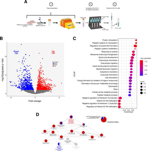 Acute benzene exposure induces microglial transcriptome remodeling toward an inflammatory activated state. A: Schematic showing experimental strategy for the isolation and purification of microglia from control and 24-h benzene-exposed male mice. B: Volcano plots illustrating differentially expressed genes (false discovery rate < 0.1), with upregulated genes in red and downregulated genes in blue, when comparing microglia from benzene-exposed and filtered air–exposed mice. C: GO analysis shows enriched pathways in the microglia after benzene exposure. D: Cytoscape-ClueGo analysis of DEGs related to immune response and NF-κB signaling in microglia of 12-week-old male mice exposed to benzene versus control (n = 5–6 mice per group). **, values indicate percentages of genes in the pathway.