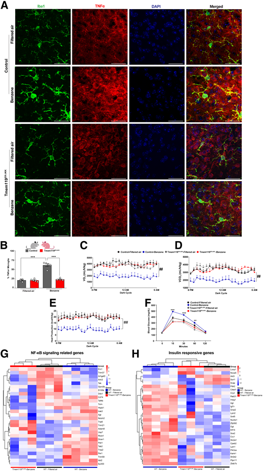 Deletion of microglial IKK/NF-κB signaling protects against benzene-induced metabolic imbalance. A: Representative images demonstrating staining for TNFα (in red), microglia (Iba-1, in green), and DAPI (in blue) in the ARC of the hypothalamus of tamoxifen-inducible TMEM119-IKK knockout (TMEM119ERΔIKK) male mice. Scale bars: 10 µm. B: Percentage of TNFα-positive microglia in the ARC (gray, IKKfl/fl; red, TMEM119ERΔIKK). C and D: Energy homeostasis parameters measured during the dark cycle in TMEM119ERΔIKK and control mice following 6 h of benzene exposure. C: Oxygen consumption (VO2) (mL/h/kg). D: Carbon dioxide production (VCO2) (mL/h/kg). E: Heat production (kcal/h/kg). (F) GTT in TMEM119ERΔIKK mice and their control IKKfl/fl littermates exposed for 4 weeks for 6 h per day, compared with control and TMEM119ERΔIKK filtered air–exposed 12-week-old male mice. Error bars represent SEM for n = 4–8 mice per group. Two-way ANOVA with the Newman-Keuls post hoc test (**P < 0.01, ***P < 0.001). Repeated measure ANOVA (##P < 0.01). G and H: Analysis of the hypothalamic transcriptome following acute benzene exposure of TMEM119ERΔIKK and control male mice as compared with filtered air–exposed 12-week-old control male mice. Heat maps of top genes related to NF-κB signaling (G) and response to insulin (H) in the hypothalamus (blue line, wild type–benzene; red line, TMEM119ERΔIKK-benzene; black line, wild type–filtered air). n = 3 or 4 mice per group.