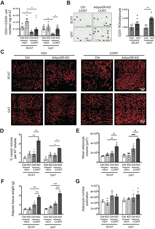 AdipoGR-KO mice exhibit an increased AT vascularization under CORT treatment. Ctrl and AdipoGR-KO mice were analyzed after a 4-week exposure to VEH or CORT. A: Flow cytometry analysis of endothelial cells was performed on the SVF isolated from SCAT and GAT of VEH- and CORT-treated animals. Number of CD31+/CD45− endothelial cells in SCAT and GAT was determined per mg of AT (n = 6–16 mice/group). B: Representative pictures of CD31 labeling (arrows) on SCAT and GAT sections from CORT-treated Ctrl and AdipoGR-KO mice and quantification of CD31 intensity (region of interest [ROI]) per adipocyte (n = 4–8 mice/group). C: Representative perspective 3D projection image of the vasculature in SCAT and GAT of treated mice. Fluorescent (tomato) lectin was used as a marker of blood vessels in cleared AT. D: Quantification of vasculature as a percentage of vessel volume per AT volume (n = 2–3 mice/group). E: Mean volume of adipocytes was calculated in SCAT and GAT (n = 2–3 mice/group). F and G: Total SCAT and GAT weights and estimations of adipocyte number per fat pad for each mouse (n = 2–3 mice/group). Data are mean ± SEM. Each data point represents one animal. *P < 0.05, **P < 0.01, ***P < 0.001 as determined by Student t test, Kruskal-Wallis test, and one-way ANOVA followed by the Bonferroni post hoc test to compare means.