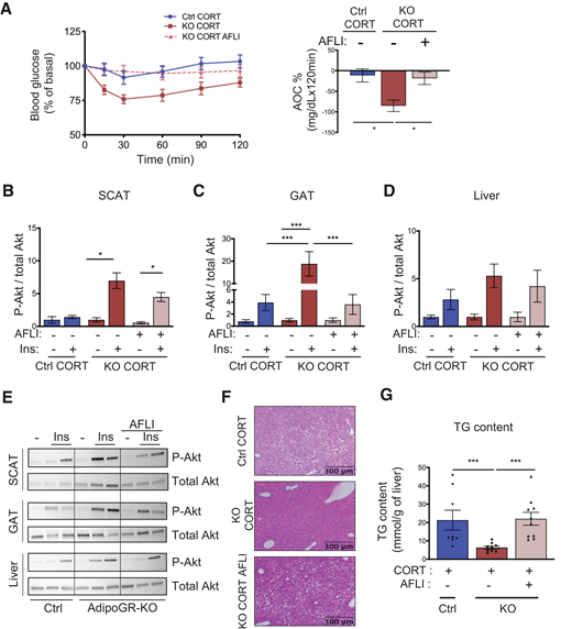 Blocking VEGFA impairs insulin sensitivity in CORT-treated AdipoGR-KO mice. Ctrl and AdipoGR-KO mice were treated with CORT in combination with the soluble decoy receptor AFLI or its diluent (PBS) for 4 weeks. A: Insulin tolerance test was performed on Ctrl and AdipoGR-KO mice fasted for 5 h (n = 10–20 mice/group). Glucose levels were determined at indicated times (left), and the area of the curve (AOC) was determined (right) for each test. B–E: Insulin pulses were performed in Ctrl and AdipoGR-KO mice. Quantification of insulin-stimulated P-Akt to total Akt in SCAT (B), GAT (C), and liver (D) (n = 3–6 mice/group) and representative cropped Western blots (E) are presented. F: Representative hematoxylin and eosin staining of liver sections of Ctrl and AdipoGR-KO mice. G: Liver TG content (n = 8–10 mice/group). Data are mean ± SEM. *P < 0.05, ***P < 0.001 as determined by Kruskal-Wallis test and one-way ANOVA followed by the Bonferroni post hoc test to compare means. Ins, insulin.
