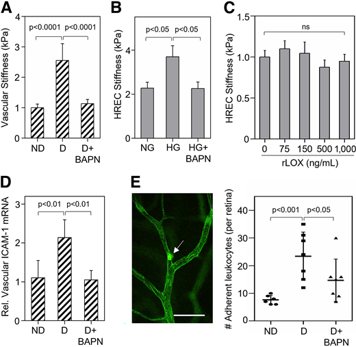 LOX promotes retinal capillary stiffening and leukostasis in diabetes. A: Quantitative analysis of AFM force-indentation curves from six or more locations on the capillary network (n = 6/group) revealed that the ∼2.5-fold increase (P < 0.0001) in stiffness seen in short-term (10 weeks’ duration) D mice is almost completely prevented by LOX inhibition using BAPN (3 mg/kg). B: AFM stiffness measurement from multiple cells (n ≥ 30) indicates that LOX inhibitor BAPN blocks the significant HREC stiffening caused by 10-day HG treatment (30 mmol/L). NG, normal glucose. C: HRECs treated with varying doses of recombinant LOX for 18 h reveal no significant (ns) change in cell stiffness, as determined by the analysis of AFM force-indentation curves from multiple cells (n ≥ 30/dose). D: RT-qPCR analysis of freshly isolated mouse retinal vessels (n = 6–7/group) shows that treatment of short-term D mice with LOX inhibitor BAPN (3 mg/kg) prevents the diabetes-induced twofold increase (P < 0.01) in retinal vascular ICAM-1 mRNA expression level. E: Representative retinal whole-mount fluorescent image shows an adherent fluorescein-concanavalin A–labeled leukocyte (arrow). Quantification of adherent leukocytes (n = 6–8 mice/group) revealed that the threefold increase in leukostasis seen in short-term D mice is significantly inhibited by BAPN treatment. Scale bar: 50 µm. Bars indicate mean ± SD (in vivo data) or mean ± SEM (in vitro data).