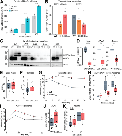 GLUT4-deficient mice display insulin resistance without changes in body composition or insulin levels. A: Insulin-stimulated 2DG uptake in either control 3T3-L1 cells or cells over-expressing the GLUT4-pHluorin construct. EV, empty vector. B: Quantitative PCR results showing mRNA expression of GLUT4-pHluorin or endogenous GLUT4 in epididymal white adipose tissue of male mice. C: Endogenous and pHluorin-tagged GLUT4 levels are shown across tissues in WT, heterozygous (H) and G4KDhom mice using immunoblotting with antibodies against endogenous GLUT4. Antibodies against 14-3-3 were used as loading controls. D: GLUT4 quantification by mass spectrometry is shown in heart, epididymal white adipose tissue (eWAT), and soleus from WT and G4KDhom mice. E and F: Lean (E) and fat (F) mass measurements. G: Blood glucose levels during i.p. insulin tolerance tests are shown at indicated times. H: Insulin sensitivity of eWAT fat explants ex vivo. I: Glucose levels during an oral glucose tolerance test (OGTT). J: Area of the curve of data in I. K: Plasma insulin levels during the OGTT. Data are mean ± SEM for n = 4 in B, n = 27-30 in C–H, and n = 6-10 in I. AOC, area of curve (under the curve for OGTT and above the curve for insulin tolerance); BAT, brown adipose tissue; SubQ, subcutaneous adipose tissue; HRT, heart; GST, gastrocnemius; TA, tibialis anterior; n.s., not significant; *P < 0.05, **P < 0.01, ***P < 0.001, ****P < 0.0001.