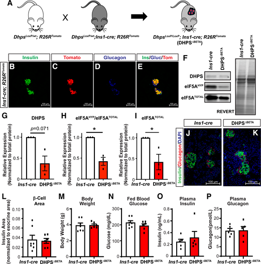 A mouse model of β-cell–specific genetic deletion of Dhps. A: Mouse alleles used to generate the β-cell–specific deletion of Dhps (DHPSΔBETA). Pancreas tissue from control animals (Ins1-cre;R26RTomato) was evaluated by immunofluorescence for expression of insulin (B), Tomato (C), and glucagon (D) to confirm β-cell–specific Cre activity. E: Islets show coexpression of Tomato in the insulin-expressing β-cells. F: Western blot analysis of islets from 4-week-old DHPSΔBETA mutants for expression of DHPS, eIF5AHYP, eIF5ATOTAL, and total protein (as visualized by Revert). Densitometric data for DHPS (G), the ratio of eIF5AHYP-to-eIF5ATOTAL (H), and total eIF5A (n = 3/group) (I). Immunofluorescence to visualize insulin, glucagon, and DAPI was performed on pancreata from 1-week-old Ins1-cre (J) and DHPSΔBETA mice (K). L: Quantification of β-cell area (n = 6–7/group). Body weight (M) and ad libitum fed blood glucose levels (N) at 1 week of age (n = 6–7/group). Plasma insulin (O) and glucagon (P) levels were measured (n = 5–7/group). Quantitative data are represented as mean ± SEM. *P < 0.05. Scale bar: 100 µm.