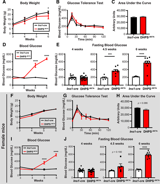 Measurement of metabolic parameters in the DHPSΔBETA mice after weaning. A: Body weight in male mice was measured in Ins1-cre and DHPSΔBETA mice weekly beginning at weaning (3 weeks; n = 4–8/group). B: GTTs were performed on 4-week-old mice (n = 4–8/group). C: Area under the curve was quantified from GTT data. D: Blood glucose was measured weekly beginning at weaning (n = 4–8/group). E: Blood glucose was measured after a 5-h fast in 4-, 4.5-, and 6-week-old mice (n = 3–19/group). F–J: The identical phenotype was observed in female mice for all parameters. Quantitative data are represented as mean ± SEM. *P < 0.05; ***P < 0.001; ****P < 0.0001.