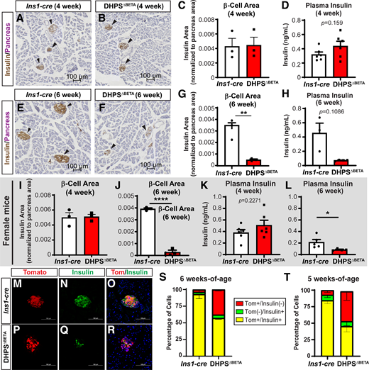 Insulin-expressing cell area in the DHPSΔBETA mice is reduced at 5 and 6 weeks of age. Insulin expression in pancreas from 4-week-old Ins1-cre (A) and DHPSΔBETA (B) mice. Eosin (purple) defines pancreas area. C: β-Cell area normalized to pancreas area. D: Plasma insulin levels in 4-week-old Ins1-cre and DHPSΔBETA mice (n = 6/group). Insulin expression in pancreas from 6-week-old Ins1-cre (E) and DHPSΔBETA (F) mice (n = 3/group). Eosin (purple) defines pancreas area. G: β-Cell area normalized to pancreas area. H: Plasma insulin levels in 6-week-old Ins1-cre and DHPSΔBETA mice (n = 3–4/group). I–L: Female mice show the same phenotype as male mice. Pancreas tissue from 6-week-old Ins1-cre (M–O) and DHPSΔBETA (P–R) mice showing expression of insulin and the β-cell lineage reporter (Tomato) (n = 3/group). Scale bar: 100 µm. S: Tomato+/insulin−, Tomato−/insulin+, and Tomato+/insulin+ cell populations were quantified and expressed as the percentage of Tomato+ cells (average Tomato+ cell count: Ins1-cre, 7,475; DHPSΔBETA, 5,517). T: Tomato+/insulin−, Tomato−/insulin+, and Tomato+/insulin+ cell populations were quantified in control and mutant mice at 5 weeks of age and expressed as the percentage of Tomato+ cells (average Tomato+ cell count: Ins1-cre, 10,422; DHPSΔBETA, 12,934). Quantitative data are represented as mean ± SEM. *P < 0.05, **P < 0.01, ****P < 0.0001.