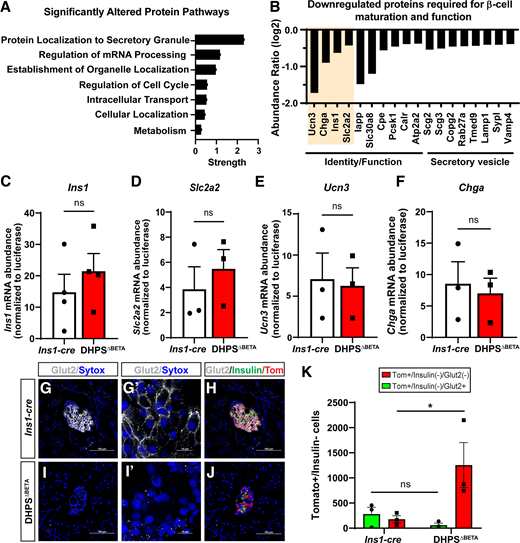 Islets from DHPSΔBETA mice show altered protein synthesis and loss of identity in the β-cells. A: Pathway analysis performed on proteomic data from 4-week-old DHPSΔBETA mutant islets compared with Ins1-cre controls. B: Select proteins from the pathway analysis are shown; these proteins required for β-cell maturation and function were downregulated in the 4-week-old DHPSΔBETA mutant islets. The genes outlined by the shaded box were analyzed for transcript abundance. Real-time PCR was used to quantify gene expression of Ins1 (C), Slc2a2 (D), Ucn3 (E), and Chga (F). Immunofluorescence was performed on pancreas tissue from 6-week-old Ins1-cre (G and H) and DHPSΔBETA (I and J) mice to determine the coexpression of Glut2 (white) and insulin with the R26RTomato β-cell lineage reporter (Tomato). Scale bar: 100 µm. G’ and I’: Localization of Glut2 (white) relative to nuclei marker (Sytox). Scale bar: 10 µm. K: Tomato+/insulin−/Glut2− and Tomato+/insulin−/Glut2+ cell populations were quantified (n = 3/group). Data are represented as mean ± SEM. ns, not significant; *P < 0.05.
