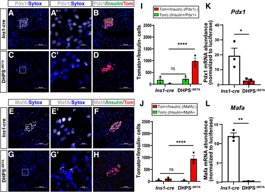 Markers of β-cell identity and function are reduced in DHPSΔBETA islets. Immunofluorescence on pancreas tissue from 6-week-old Ins1-cre (A and B) and DHPSΔBETA (C and D) mice to determine expression of insulin, the R26RTomato β-cell lineage reporter (Tomato), and Pdx1 (white). Scale bar: 100 µm. A’ and C’: Higher magnification to visualize localization of Pdx1. Scale bar: 10 µm. Pancreas tissue from 6-week-old Ins1-cre (E and F) and DHPSΔBETA (G and H) mice stained for insulin, Tomato, and MafA (white). Scale bar: 100 µm. E’ and G’: Higher magnification to visualize localization of MafA. Scale bar: 10 µm. I: Quantification of insulin deficient/lineage-labeled cells with or without Pdx1 expression. J: Quantification of insulin deficient/lineage-labeled cells with or without MafA expression. K: Transcript abundance of Pdx1 normalized to Luciferase spike-in control gene expression. L: Transcript abundance of Mafa normalized to Luciferase spike-in control gene expression. Data are represented as mean ± SEM (n = 3/group). ns, not significant *P < 0.05, **P < 0.01, ****P < 0.0001.