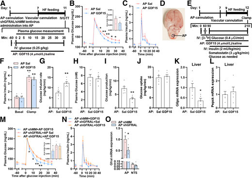 GDF15 action in the AP on glucose tolerance, insulin sensitivity, and plasma insulin levels. A) Surgical and experimental procedure of IVGTT in the AP GDF15 or saline (Sal) infusion rats with or without AP shGFRAL or shMM lentiviral injection. Plasma glucose levels with the area under the curve (B) and plasma insulin levels (C) during IVGTT in the rats receiving AP GDF15 (n = 6) or saline (n = 6) infusion. D) Image of the brain taken after IVGTT studies with bromophenol blue verifying AP cannula placement. E) Surgical and experimental procedures of hyperinsulinemic-euglycemic clamp in the rats receiving AP GDF15 or saline infusion. F) Plasma insulin levels during the basal and clamp periods in the rats receiving AP GDF15 (n = 5) or saline (n = 5) infusion. Glucose infusion rate (G), plasma glucose levels (H), glucose production (I), and glucose uptake (J) during clamp period in the rats receiving AP GDF15 (n = 6) or saline (n = 6) infusion. mRNA expression of G6pc (K) and Pepck (L) in the liver of the rats receiving AP GDF15 (n = 5) or saline (n = 6) infusion after clamps. Plasma glucose levels with the area under the curve (M) and plasma insulin levels (N) during IVGTT in the AP shMM or shGFRAL lentiviral-infected rats receiving AP saline (shGFRAL n = 5) or GDF15 (shMM n = 5; shGFRAL n = 6–7) infusion. O) Gfral mRNA expression in the AP (for shMM and shGFRAL, n = 6 each) or NTS (for shMM and shGFRAL, n = 6 each) tissue samples of AP shMM or shGFRAL lentiviral-infected rats receiving AP GDF15 infusion after IVGTT. B,G, I, K) *P < 0.05, **P < 0.01 vs. AP saline group, calculated by unpaired Student t test. F) **P < 0.01 vs. relative groups during basal period, calculated by unpaired Student t test. M) *P < 0.05, **P < 0.01 vs. AP shGFRAL + AP saline/GDF15 groups; #P < 0.05 vs. AP shGFRAL + AP GDF15 group calculated by one- or two-way ANOVA with Tukey post hoc test. O) *P < 0.05 vs. AP shMM group calculated by unpaired Student t test. Data are presented as mean ± SEM. IV, intravenous.