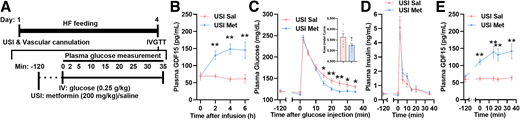 The effect of metformin infusion into the USI on glucose tolerance and plasma insulin and GDF15 levels. A) Surgical and experimental procedure of IVGTT in the USI metformin (Met) or saline (Sal) infusion rats. B) Plasma GDF15 levels in the rats receiving USI metformin (n = 6) or saline (n = 6) infusion. Plasma glucose levels with the area under the curve (C), plasma insulin levels (D), and plasma GDF15 levels (E) during IVGTT in the rats receiving USI metformin (n = 6–7) or saline (n = 6) infusion. B and E) **P < 0.01 vs. USI saline group calculated by unpaired Student t tests. C) *P < 0.05 and **P < 0.01 vs. USI saline group calculated by unpaired Student t tests. Data are presented as mean ± SEM.