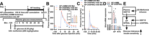 The effect of AP-specific GFRAL knockdown on metformin action. A) Surgical and experimental procedure of IVGTT in rats undergoing USI metformin (Met) or saline (Sal) infusion with AP shGFRAL or shMM lentiviral injection. Plasma glucose levels with the area under the curve (B) and plasma insulin levels (C) during IVGTT in the AP shMM or shGFRAL lentiviral-infected rats receiving USI saline (shGFRAL n = 5–6) or metformin (shMM and shGFRAL, n = 6 each) infusion. D) Gfral mRNA expression in the AP (for shMM and shGFRAL, n = 6 each) or NTS (for shMM and shGFRAL, n = 6 each) tissue samples of AP shMM or shGFRAL lentiviral-infected rats receiving USI metformin infusion after IVGTT. E) Schematic representation of the working hypothesis and associated experimental approaches. B) *P < 0.05 vs. AP shGFRAL + USI saline and metformin groups; #P < 0.05 vs. AP shGFRAL + USI metformin group calculated by one- or two-way ANOVA with Tukey post hoc test. D) *P < 0.05 vs. AP shMM group calculated by unpaired Student t test. Data are presented as mean ± SEM. IV, intravenous.