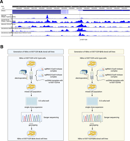 A: Chromatin features around the rs10071329 locus in human adipocytes and adipose tissue. The screenshot was taken from the Washington University at St. Louis (WashU) Epigenome Browser, using hg19 genome tracks, showing features commonly associated with enhancer elements, including DNase I hypersensitivity, H3K27Ac, and H3K4me1 peaks. The rs10071329 location is marked by the vertical black line across all tracks. The SNP is flanked by the genes PPARGC1B and PDE6A (in refGene track). B: Workflow for allele editing of rs10071329 in hBA cells. Wild-type (A/A) cells were electroporated with ribonucleoprotein complexes of CRISPR/Cas9 nickase and two different single-guide (sg)RNAs, together with a single-stranded DNA donor template based on the rs10071329 locus sequence, carrying either the A (mock) or the G allele. The cell pool, containing both correctly and incorrectly edited cells, was seeded at 0.5 cells/well density in 96-well plates, to obtain single-cell clonal populations. Each resulting population was Sanger sequenced to find correctly allele-edited cells (A/A and G/G) without indels. C: Representative Sanger sequencing traces for rs10071329 A/A or G/G single-cell clonal populations. ssODNA, single-stranded oligo DNA.