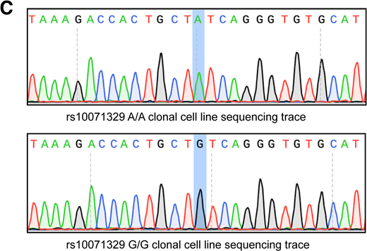 A: Chromatin features around the rs10071329 locus in human adipocytes and adipose tissue. The screenshot was taken from the Washington University at St. Louis (WashU) Epigenome Browser, using hg19 genome tracks, showing features commonly associated with enhancer elements, including DNase I hypersensitivity, H3K27Ac, and H3K4me1 peaks. The rs10071329 location is marked by the vertical black line across all tracks. The SNP is flanked by the genes PPARGC1B and PDE6A (in refGene track). B: Workflow for allele editing of rs10071329 in hBA cells. Wild-type (A/A) cells were electroporated with ribonucleoprotein complexes of CRISPR/Cas9 nickase and two different single-guide (sg)RNAs, together with a single-stranded DNA donor template based on the rs10071329 locus sequence, carrying either the A (mock) or the G allele. The cell pool, containing both correctly and incorrectly edited cells, was seeded at 0.5 cells/well density in 96-well plates, to obtain single-cell clonal populations. Each resulting population was Sanger sequenced to find correctly allele-edited cells (A/A and G/G) without indels. C: Representative Sanger sequencing traces for rs10071329 A/A or G/G single-cell clonal populations. ssODNA, single-stranded oligo DNA.