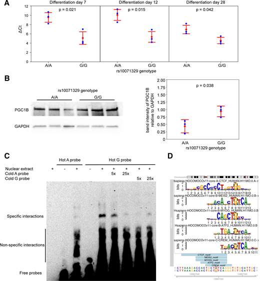 rs10071329 alleles modulate PPARGC1B expression in hBA cells. A: rs10071329-edited A/A and G/G hBA cells were differentiated to brown adipocytes, and expression of PPARGC1B as ΔCt was measured by RT-qPCR at differentiation days 7, 12, and 28. B: The cells were as in A from differentiation day 28, lysed in SDS, and immunoblotted for PGC1B and GAPDH. The graph on the right shows quantified band intensity of PGC1B normalized to GAPDH. For A and B, values for each clonal population are plotted as blue dots, mean values as red dots, and SD as red error bars (n = 3 clonal populations per genotype). P values are from the Student t test; similar data were observed in two independent differentiation experiments. C: EMSA on biotinylated rs10071329 locus-based 30 base pair probes carrying the A or G allele. The probes were incubated without (lanes 2 and 4) or with nuclear extracts from differentiated hBA cells (lanes 3 and 5). Cold, nonbiotinylated probes (carrying the A or G allele) were added at 5- and 25-fold molar excess to biotinylated G probe samples (lanes 6–9) to assess the specificity of the DNA-protein interaction. Similar results were obtained in three independent experiments. D. DNA-interacting proteins identified using motifbreakR and the HOmo sapiens COmprehensive MOdel COllection (HOCOMOCO) database. Several proteins were identified as binding to the rs10071329 locus with the G allele, but not with the A allele, at the P value cutoff <0.001.
