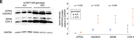 rs10071329 alleles influence lipid accumulation and mitochondrial gene expression in hBA cells. A: rs10071329-edited A/A and G/G hBA cells were differentiated to brown adipocytes and stained with Oil Red O to assess lipid accumulation. Representative images are shown, and similar data were obtained in three independent experiments. B: Triglyceride content measured in cells differentiated as in A was measured by lipase-released glycerol quantification, normalized to total protein content (n = 3 clonal populations per genotype; data are from two independent experiments). P values are from the Student t test. C: Cells differentiated as in A were assessed by RT-qPCR for expression of x-axis–denoted genes involved in different brown adipocyte-relevant functions (denoted above the graph) (n = 3 clonal populations per genotype). P values are from the Student t test, only P < 0.05 are shown in the graph; similar data were observed in two independent differentiation experiments. D: rs10071329-edited A/A and G/G hBA cells were differentiated to brown adipocytes, and expression of the x-axis–denoted nuclear- and mitochondria-encoded (prefix MT) genes was measured using RT-qPCR. E: The cells were as in D, but here DNA was extracted, and the content of three different x-axis–denoted mitochondrial genes was assessed using qPCR. F: The cells were as in D, lysed in SDS, and the samples were immunoblotted for OXPHOS proteins. The graph below the blot shows quantified band intensity of each OXPHOS protein normalized to GAPDH. In all graphs, dots are mean values, and error bars are SDs (n = 3 clonal populations per genotype). P values are from the Student t test, P values <0.05 or with trending significance are printed in the graphs; similar data were observed in two independent differentiation experiments.
