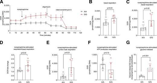 rs10071329 alleles modulate norepinephrine response on mitochondrial function and lipolysis. A: rs10071329-edited A/A and G/G hBA cells were differentiated to brown adipocytes and examined for mitochondrial function (OCR) using the Seahorse bioanalyzer at basal condition and with sequential exposure to norepinephrine, oligomycin, and rotenone/antimycin A. B–F: Data extracted from A on basal OCR (B), norepinephrine-stimulated OCR (C), fold change of norepinephrine-to-basal OCR (D), norepinephrine-stimulated proton leak (E), and norepinephrine-stimulated ATP production (F). G: Norepinephrine-stimulated-over-basal glycerol release (lipolysis) in rs10071329 A/A and G/G differentiated hBAs cells (n = 3 clonal populations per genotype were used in two independent experiments). The error bars show the SD, and P values were calculated by the Student t test and are shown in the graph.