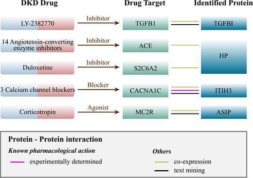 Interaction between current DKD medications targets and identified potential drug targets.