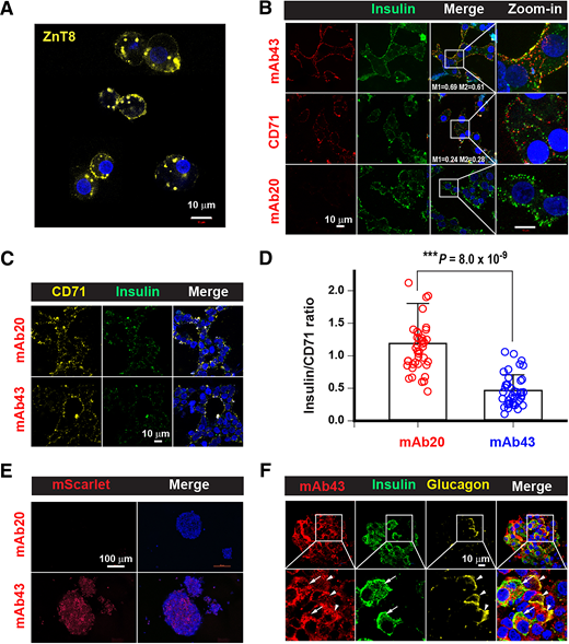 Cell-surface mAb43 binding reduces antigenic exposure of membrane-bound insulin. A: Immunolabeling of ZnT8 on live human islet cells with mAb43 (yellow). B: Coimmunolabeling of insulin (green) on the cell surface of live EndoC-β1H cells with mAb43 (red), anti-CD71 (red), or mAb20 (red) as indicated. Z-stack images spanning a 3.5-μm slab at 0.5-μm intervals are shown as maximum-intensity projection, with matched fluorescence intensities between the green and red channels. Manders’ colocalization coefficients (M1 and M2) quantify the overlap between green/red and red/green signals, respectively. C: EndoC-β1H cells stimulated with glucose in the presence of mAb43 or mAb20 as indicated and then coimmunolabeled on ice for insulin (green) and CD71 (yellow). Z-stack images are displayed without intensity matching to reveal the actual insulin fluorescence intensity compared with that of CD71. D: Normalized cell-surface insulin fluorescence intensities in individual EndoC-β1H cells, with error bars representing SE. E: mScarlet (a red fluorescent protein) uptake in live human islets exposed to mScarlet-mAb43 or mScarlet-mAb20 as indicated. Maximum-intensity projections of Z-stack images of islets are shown. F: mScarlet-mAb43 uptake in individual islet cells coimmunolabeled for mAb43 (red), insulin (green), and glucagon (yellow) as indicated. Arrowheads and arrows indicate α- and β-cells, respectively. ***P < 0.01 by two-tailed Welch t test for two independent means.