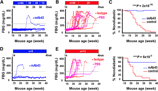 mAb43 prevents diabetes onset. A: FBG levels over time from individual mice treated with mAb43 from 10 to 35 weeks. Numbers of mice after removal for terminal analyses are indicated at different time points. Dashed gray line represents the 250-mg/dL FBG threshold for diagnosis of diabetes. B: FBG levels in the control group receiving weekly isotype (red) or PBS (magenta) injections as indicated, within the same treatment window as in A. Number of mice remaining at each time point is shown. C: Percentages of nondiabetic mice in the treatment (blue) or combined control (red) group from 10 to 35 weeks of age as indicated. D: FBG levels over time during the mAb43 treatment window from 14 to 40 weeks. Number of mice is indicated. E: FBG levels in the control group receiving weekly isotype (red) or PBS (magenta) injections as indicated within the same time window as in D. F: Percentages of nondiabetic mice in the treatment (blue) or combined control (red) group from 14 to 40 weeks of age as indicated. ***P < 0.01 by Kaplan-Meier survival analysis with log-rank test.