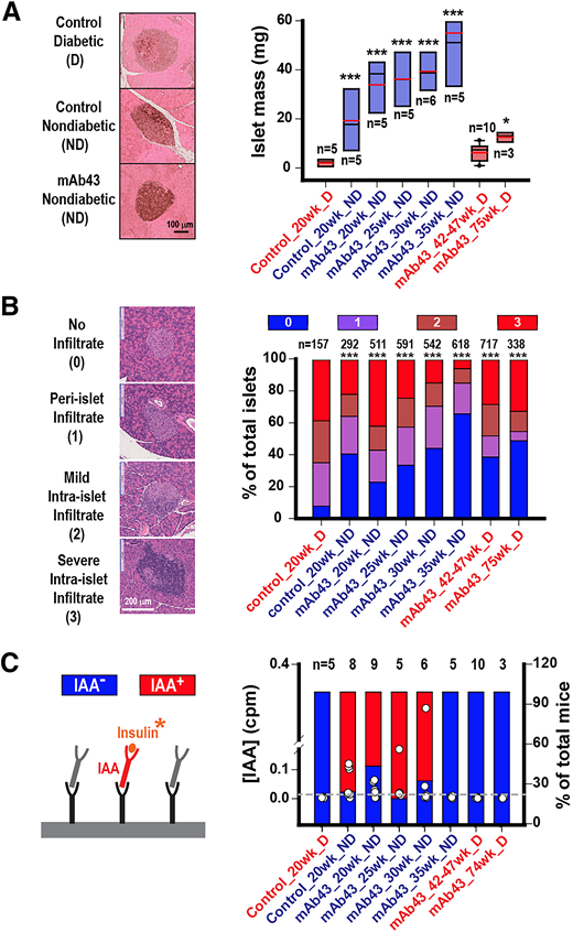 Continuous mAb43 dosing preserves β-cell mass and reduces insulitis. A: Representative images of pancreatic islets revealed by anti-insulin immunohistochemistry. Shown are 20-week-old diabetic (D) or nondiabetic (ND) mice from the control group or ND mice from the mAb43 treatment group. The right panel displays changes in islet mass for mice in different treatment groups, ages, and D statuses as indicated. Boxes represent the statistically central range of data from the boundaries of upper 25% to lower 25% quartiles. Red and black lines indicate the median and average values of the data, respectively. Number of mice in each group and their significance levels compared with 20-week-old D mice in the control group are indicated. B: Representative hematoxylin-eosin–stained pancreatic sections obtained from 20-week-old ND NOD mice in the control group and their associated insulitis grading as indicated. Changes in percentages of four insulitis categories are summarized in stacked histograms (right) for mice in different treatment groups, ages, and D statuses as indicated. Data are from 157 to 618 islets in 3–10 mice as shown in A. C: Schematic of radioimmunoassay for measuring the serum IAA level and the associated results (right panel) obtained from 3–10 mice in different treatment groups, ages, and D statuses as indicated. Dashed gray line indicates the IAA positivity threshold, and the percentages of IAA+ or IAA− mice are shown in red or blue, respectively. *P < 0.05, ***P < 0.01 by Kruskal-Wallis analysis with post hoc Mann-Whitney U test for pairwise comparison of the medians (A) or by χ2 analysis with post hoc multiple comparisons with the D control at 20 weeks of age (B).