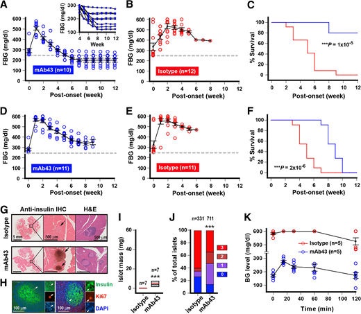 Diabetes reversal induced by mAb43 therapy. A: Changes in FBG levels over time in NOD mice with delayed diabetes onset induced by mAb43 pretreatment. mAb43 therapy commenced within 48 h of diabetes onset and continued until death or terminal analysis at 12 weeks postonset. Inset shows steady-state FBG levels for individual mice. B: Changes in FBG levels over time for littermate diabetic NOD mice receiving isotype control injections until death. Ages at diabetes onset in the mAb43 treatment and control groups were 40.7 ± 1.5 and 33.1 ± 3.0 weeks, respectively. C: Survival percentages over time for diabetic mice described in A and B in the mAb43 treatment group (blue) and control group (red). D: Changes in FBG levels over time for mAb43-treated mice that had developed spontaneous diabetes without mAb43 pretreatment. E: Changes in FBG levels over time for isotype-treated littermate diabetic NOD mice. F: Survival percentages over time for mAb43- or isotype-treated mice described in D and E. Average ages at diabetes onset in the mAb43 treatment (blue) and control (red) groups were 22.9 ± 0.8 and 21.2 ± 1.0 weeks, respectively. G: Insulin immunohistochemistry (IHC) or hematoxylin-eosin (H&E) staining of pancreas sections from diabetic NOD mice with isotype treatment at 3 weeks postonset (upper) or with mAb43 treatment at 12 weeks postonset (lower). Arrows indicate residual islets with or without insulin staining. H: Detection of proliferating β-cells in remitted NOD mice at 12 weeks postonset by immunofluorescence costaining of pancreatic sections for insulin, Ki67, and DAPI. Arrows indicate Ki67-positive β-cells in the islets. I: Residual islet mass in diabetic NOD mice at 3 weeks postonset with isotype treatment or 12 weeks postonset with mAb43 treatment as indicated. J: Percentages of islets in four insulitis categories for diabetic NOD mice at 3 weeks postonset with isotype treatment or 12 weeks postonset with mAb43 treatment. K: Glucose tolerance tests (GTTs) in mAb43-treated NOD mice at 12 weeks postonset (blue) compared with those in new-onset NOD mice with isotype treatment (red). Note that GTTs were performed in the same mAb43-treated mice used for survival and terminal analyses in A and G–J. ***P < 0.01 by Kaplan-Meier analysis with log-rank test (C), by Kruskal-Wallis analysis with post hoc Mann-Whitney U test for pairwise comparison of the medians (I), or by χ2 analysis with post hoc multiple comparisons (J).