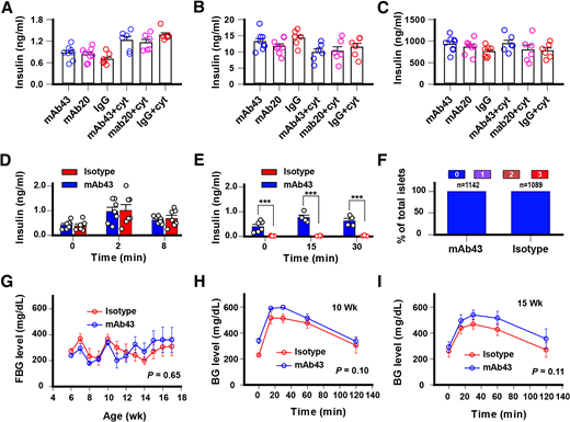 Direct impact of mAb43 on insulin secretion and biosynthesis. A: Basal ex vivo insulin secretion from isolated mouse islets in Krebs buffer with 2 mmol/L glucose in the presence or absence of a proinflammatory cytokine cocktail. mAb43, mAb20, or mouse IgG isotype control was added to the culture overnight as indicated. Error bars indicate SE. B: GSIS from isolated mouse islets in Krebs buffer with 20 mmol/L glucose and 50 μmol/L IBMX in the presence or absence of cytokine as indicated. C: Total islet insulin content from isolated mouse islets. D: Serum insulin levels over time in 6-week-old NOD mice in response to a glucose injection. These mice received weekly injections of mAb43 (blue) or isotype (red) starting from 3 weeks of age. E: Serum insulin levels over time in response to a glucose injection to diabetic NOD mice in remission after mAb43 treatment at 12 weeks postonset (blue) or a glucose injection to diabetic NOD mice with isotype treatment at 3 weeks postonset (red). The same remitted mice were used in diabetes reversal experiments as described in Fig. 5A. F: Absence of insulitis in 17-week-old hyperglycemic male B6 db mice administered weekly mAb43 or isotype control injections from 6 to 17 weeks of age as indicated. G: FBG levels over time in male B6 db mice administered weekly mAb43 (blue) or isotype control (red) injections from 6 to 17 weeks of age (n = 2 × 5). H: Glucose tolerance tests (GTTs) in male B6 db mice at 10 weeks of age. Same mice were used in G. I: GTTs in male B6 db mice at 15 weeks of age. No statistically significant differences between treatment groups as determined by two-way ANOVA with repeated measures. ***P < 0.01 by two-tailed t test for two independent means.