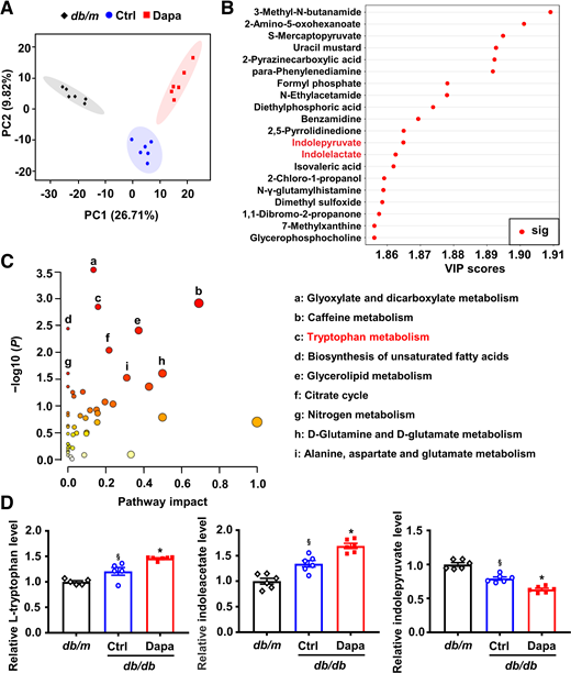 Alteration of the plasma metabolomic profile induced by dapagliflozin (Dapa) in db/db mice. A: Principal component (PC) analysis plots of plasma metabolomic profiles. B: Differential plasmatic metabolites in the top 20 of VIP scores. C: Metabolic pathway analysis of differential plasmatic metabolites. The circles that are closer to the top-right diagonal region are significantly changed, and they are more likely to have significant impacts on the pathways. D: Relative levels of l-tryptophan, indoleacetate, and indolepyruvate in plasma. n = 5 − 6 mice/group. Data are mean ± SEM. Statistical analysis was performed by one-way ANOVA followed by Dunnett T3 multiple comparisons test in D. §P < 0.05 (vs. db/m); *P < 0.05 (vs. control [Ctrl]). 2,5-pyrrolidinedione, 3,3-dichloro-4-(dichloromethylene)-2,5-pyrrolidinedione; 3-methyl-N-butanamide, 3-methyl-N-(2-naphthyl)butanamide; N-γ-glutamylhistamine, N(α)-γ-l-glutamylhistamine; sig, significant; S-mercaptopyruvate, S-(4-bromophenyl)-mercaptopyruvate.