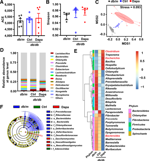 The composition of gut microbial communities after treatment with dapagliflozin (Dapa) in db/db mice. A and B: Abundance-based coverage estimator (ACE) and Simpson index to describe the α-diversity of gut microbial communities. C: Nonmetric multidimensional scaling (MDS) to describe the β-diversity of gut microbial communities. D: The top 14 maximum abundances of gut microbiota at the genus level. E: The top 30 differential gut microbiota at the genus level. F: Cladogram representation of differentially abundant taxonomic clades with linear discriminant analysis score >4. Significantly distinct taxonomic nodes are colored, and the branch areas are shaded according to the effect size of the taxa. n = 6 mice/group. Data are the mean ± SEM or median (interquartile range). Statistical analysis was performed by one-way ANOVA followed by Tukey multiple comparisons test in A or by Kruskal-Wallis test followed by Dunn multiple comparisons test in B. Ctrl, control.