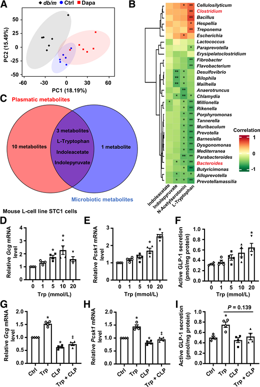 The relationship among the gut microbiota, microbiotic metabolites, and GLP-1 production. A: Principal component (PC) analysis plots of microbial metabolomic profiles. B: Spearman correlation analysis between the top 30 differential gut microbiota and differential microbiotic metabolites related to l-tryptophan (Trp) metabolism. C: The number of overlapping metabolites between microbiotic and plasmatic metabolites. D and E: Relative Gcg and Pcsk1 mRNA levels in the intestinal L-cell line STC1 cells incubated with different concentrations of Trp. F: GLP-1 secretion in STC1 cells cultured with different concentrations of Trp. G–I: Relative Gcg and Pcsk1 mRNA levels and GLP-1 secretion in STC1 cells incubated with Trp (10 mmol/L) or vehicle with or without CLP-3094 (CLP) (10 μmol/L). n = 4. Data are mean ± SEM. Statistical analysis was performed by one-way ANOVA followed by Dunnett multiple comparisons test in D and E, one-way ANOVA followed by Tukey multiple comparisons test in G and H, or one-way ANOVA followed by Dunnett T3 multiple comparisons test in F and I. *P < 0.05 (vs. control [Ctrl]); ‡P < 0.05 (vs. Trp).