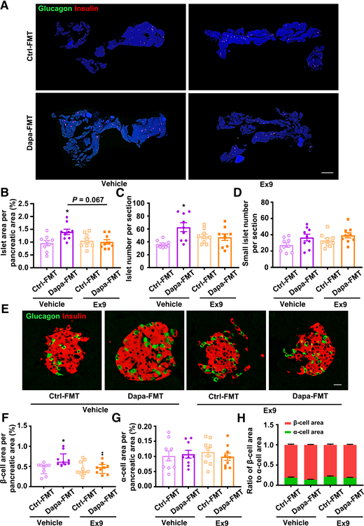 Histological analysis in the pancreatic tissues of db/db mice receiving FMT from dapagliflozin (Dapa)- or vehicle-treated mice with or without exendin 9-39 (Ex9) for 5 weeks. A: Representative photographs of the entire pancreata immunostained for glucagon and insulin. Scale bar = 2,000 μm. B: Quantification of the islet area per pancreatic area. C: Quantification of the islet number per section. D: Quantification of the small islet number per section. An islet with a cell number less than eight is defined as a small islet. E: Representative photographs of an islet immunostained for glucagon and insulin. Scale bar = 20 μm. F: Quantification of the β-cell area per pancreatic area. G: Quantification of the α-cell area per pancreatic area. H: The ratio of β-cell area to α-cell area. n = 3 sections/mouse and 3 mice/group. Data are mean ± SEM or median (interquartile range). Statistical analysis was performed by one-way ANOVA followed by Dunnett T3 multiple comparisons test in B and C, by Kruskal-Wallis test followed by Dunn multiple comparisons test in F, or by one-way ANOVA or two-way ANOVA followed by Tukey multiple comparisons test as appropriate in D, G, and H. *P < 0.05 (vs. control [Ctrl]-FMT + vehicle).