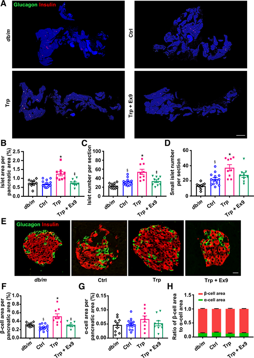 Histological analysis in the pancreatic tissues of db/db mice treated with vehicle, l-tryptophan (Trp), or Trp combined with exendin 9-39 (Ex9) for 5 weeks. Age-matched db/m mice treated with vehicle were included as normal control (Ctrl). A: Representative photographs of the entire pancreata immunostained for glucagon and insulin. Scale bar = 2,000 μm. B: Quantification of the islet area per pancreatic area. C: Quantification of the islet number per section. D: Quantification of the small islet number per section. An islet with a cell number less than eight is defined as a small islet. E: Representative photographs of an islet immunostained for glucagon and insulin. Scale bar = 20 μm. F: Quantification of the β-cell area per pancreatic area. G: Quantification of the α-cell area per pancreatic area. H: Ratio of β-cell area to α-cell area. n = 3 sections/mouse and 3 mice/group. Data are mean ± SEM. Statistical analysis was performed by one-way ANOVA followed by Dunnett T3 multiple comparisons test in B–D and F, or by one-way ANOVA or two-way ANOVA followed by Tukey multiple comparisons test as appropriate in G and H. §P < 0.05 (vs. db/m); *P < 0.05 (vs. Ctrl); ‡P < 0.05 (vs. Trp).