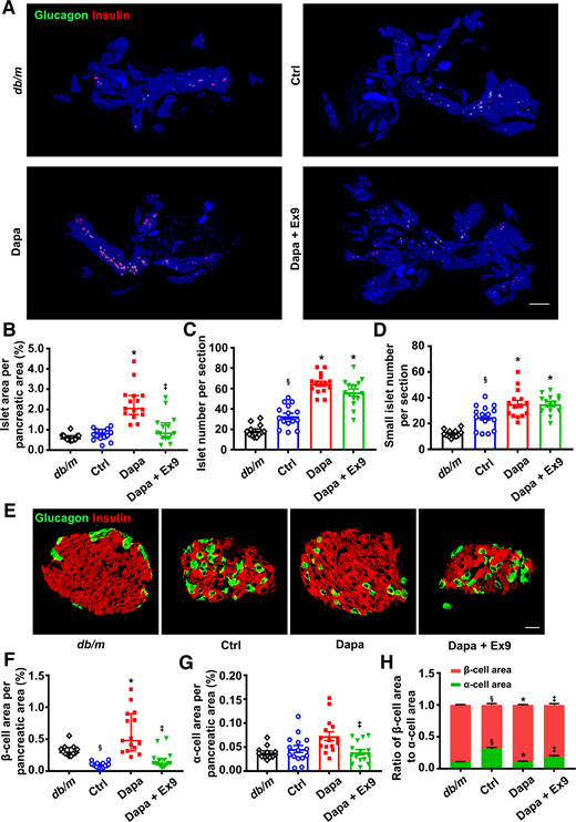 Histological analysis in the pancreatic tissues of db/db mice treated with vehicle, dapagliflozin (Dapa), or Dapa with exendin 9-39 (Ex9) for 5 weeks. Age-matched db/m mice treated with vehicle served as normal control (Ctrl). A: Representative photographs of the entire pancreata immunostained for glucagon and insulin. Scale bar = 2,000 μm. B: Quantification of the islet area per pancreatic area. C: Quantification of the islet number per section. D: Quantification of the small islet number per section. An islet with a cell number less than eight is defined as a small islet. E: Representative photographs of an islet immunostained for glucagon and insulin. Scale bar = 20 μm. F: Quantification of the β-cell area per pancreatic area. G: Quantification of the α-cell area per pancreatic area. H: Ratio of β-cell area to α-cell area. n = 3–4 sections/mouse and 4 mice/group. Data are mean ± SEM or median (interquartile range). Statistical analysis was performed by one-way ANOVA followed by Dunnett T3 multiple comparisons test in C, D, and G, two-way ANOVA followed by Tukey multiple comparisons test in H, or Kruskal-Wallis test followed by Dunn multiple comparisons test in B and F. §P < 0.05 (vs. db/m); *P < 0.05 (vs. Ctrl); ‡P < 0.05 (vs. Dapa).