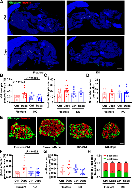 Histological analysis in the pancreatic tissues of diabetic Glp1rpan−/− (KO) mice and Flox/Cre littermates treated with dapagliflozin (Dapa) or vehicle control (Ctrl) for 6 weeks. Diabetes was induced by high-fat diet and streptozotocin before the treatment. A: Representative photographs of the entire pancreata immunostained for glucagon and insulin. Scale bar = 2,000 μm. B: Quantification of the islet area per pancreatic area. C: Quantification of the islet number per section. D: Quantification of the small islet number per section. An islet with a cell number less than eight is defined as a small islet. E: Representative photographs of an islet immunostained for glucagon and insulin. Scale bar = 20 μm. F: Quantification of the β-cell area per pancreatic area. G: Quantification of the α-cell area per pancreatic area. H: The ratio of β-cell area to α-cell area. n = 3 sections/mouse and 3 mice/group. Data are mean ± SEM or median (interquartile range). Statistical analysis was performed by one-way ANOVA or two-way ANOVA followed by Tukey multiple comparisons test as appropriate in C, D, and H, one-way ANOVA followed by Dunnett T3 multiple comparisons test in B and F, or Kruskal-Wallis test followed by Dunn multiple comparisons test in G. *P < 0.05 (vs. Ctrl in the same genotype).